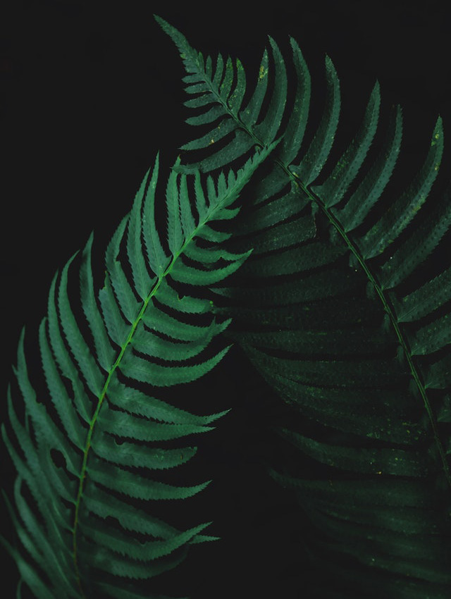 Diplazium esculentum