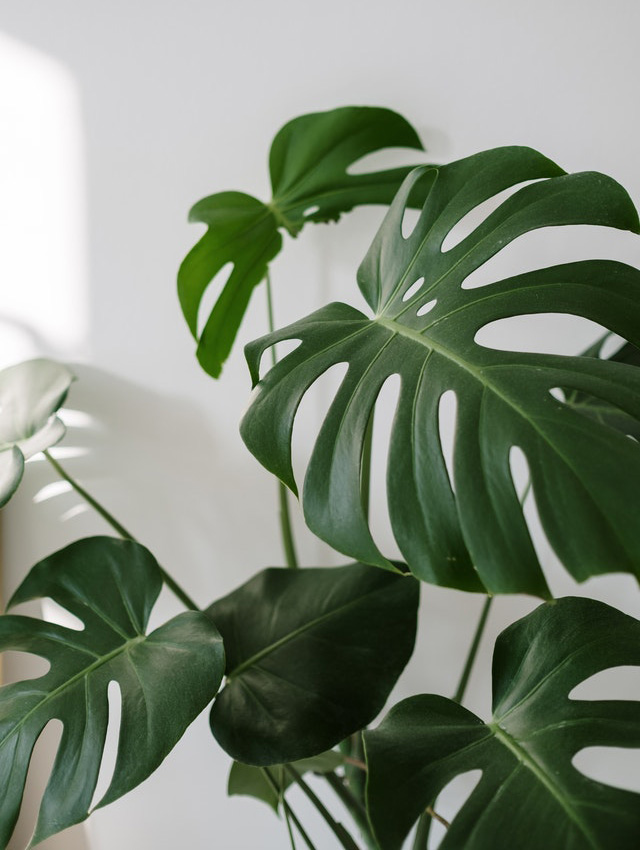 Monstera